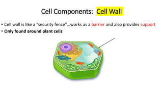 Cell Components: Cell Wall
• Cell wall is like a “security fence”…works as a barrier and also provides support
• Only found around plant cells
 