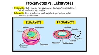 Prokaryotes vs. Eukaryotes
• Prokaryotic: Cells that do not have nuclei (bacteria/cyanobacteria)
• Typically smaller and less complex
• Eukaryotic: Cells that have a nucleus (plants and animal cells)
• Larger and more complex
 