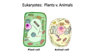 Eukaryotes: Plants v. Animals
 