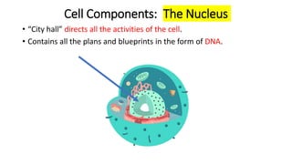 Cell Components: The Nucleus
• “City hall” directs all the activities of the cell.
• Contains all the plans and blueprints in the form of DNA.
 