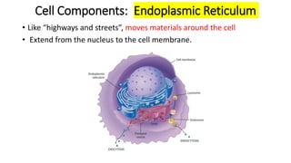 Cell Components: Endoplasmic Reticulum
• Like “highways and streets”, moves materials around the cell
• Extend from the nucleus to the cell membrane.
 