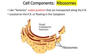 Cell Components: Ribosomes
• Like “factories” makes proteins that are transported along the E.R.
• Located on the E.R. or floating in the Cytoplasm
 
