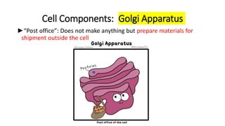 Cell Components: Golgi Apparatus
►“Post office”: Does not make anything but prepare materials for
shipment outside the cell
 