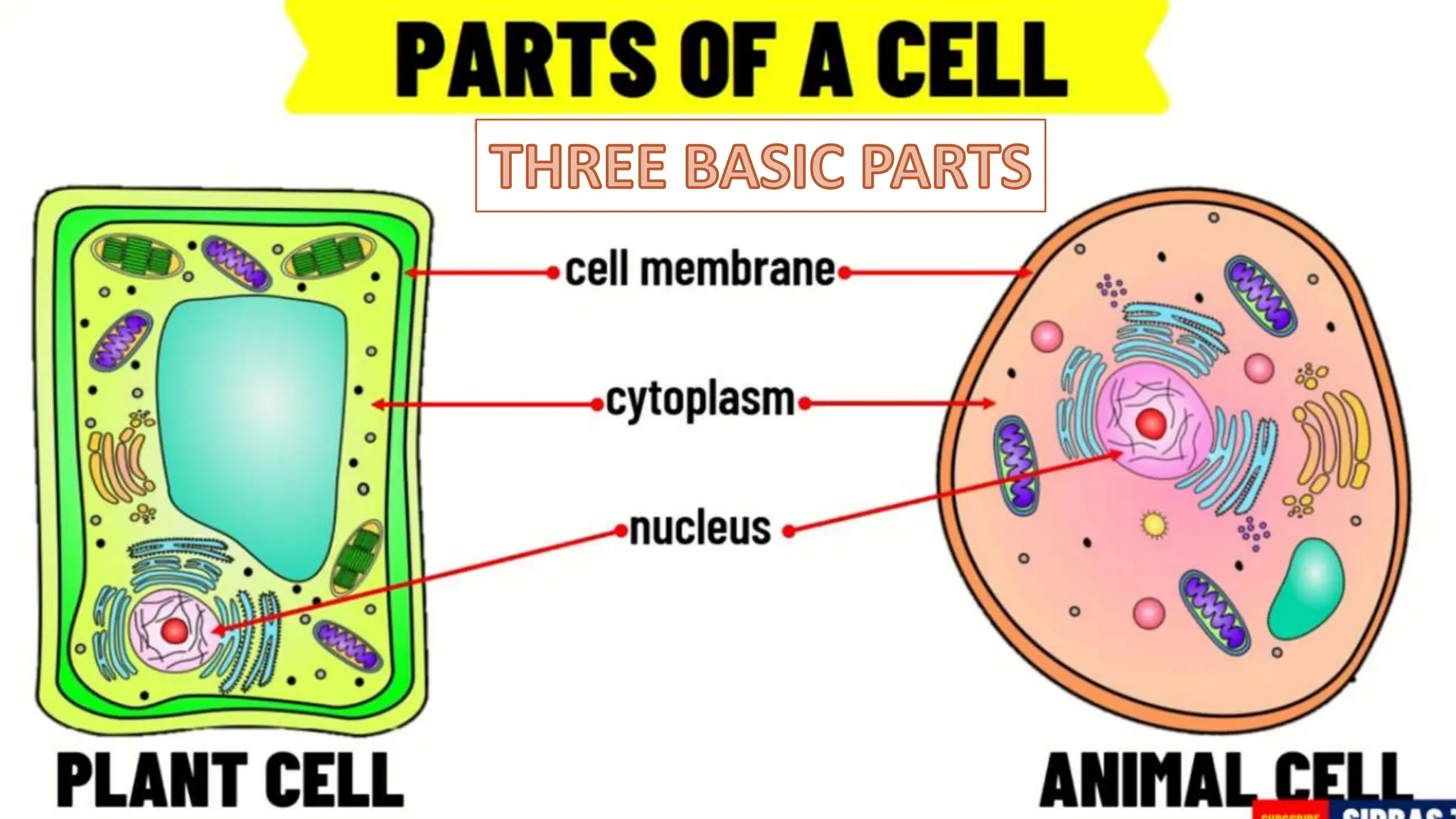 Animal Cell City Diagram