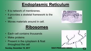Endoplasmic Reticulum
• It is network of membranes.
• It provides a skeletal framework to the
cell.
• Moves materials around in cell.
Ribosomes
• Each cell contains thousands
• Make proteins
• Present in the cytoplasm & float
throughout the cell
Sunday, December 10, 2017 RAVI PRAKASH SINGH
13
 