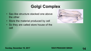 Golgi Complex
• Sac-like structure stacked one above
the other
• Store the material produced by cell
• So they are called store house of the
cell
Sunday, December 10, 2017 RAVI PRAKASH SINGH
14
 