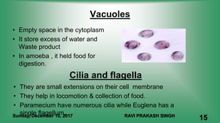 Vacuoles
• Empty space in the cytoplasm
• It store excess of water and
Waste product
• In amoeba , it held food for
digestion.
Cilia and flagella
• They are small extensions on their cell membrane
• They help in locomotion & collection of food.
• Paramecium have numerous cilia while Euglena has a
single flagellum.Sunday, December 10, 2017 RAVI PRAKASH SINGH
15
 