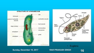 • Euglena
Sunday, December 10, 2017 RAVI PRAKASH SINGH
16
 