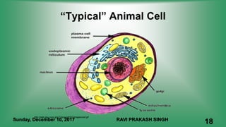“Typical” Animal Cell
http://web.jjay.cuny.edu/~acarpi/NSC/images/cell.gif
Sunday, December 10, 2017 RAVI PRAKASH SINGH
18
 