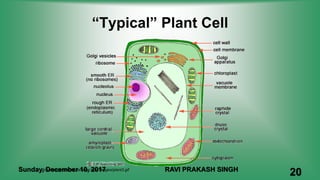 http://waynesword.palomar.edu/images/plant3.gif
“Typical” Plant Cell
Sunday, December 10, 2017 RAVI PRAKASH SINGH
20
 