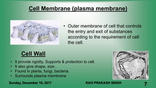 Cell Membrane (plasma membrane)
• Outer membrane of cell that controls
the entry and exit of substances
according to the requirement of cell
the cell.
Cell Wall
• It provide rigidity, Supports & protection to cell.
• It also give shape, size .
• Found in plants, fungi, bacteria.
• Surrounds plasma membrane
Sunday, December 10, 2017 RAVI PRAKASH SINGH
7
 