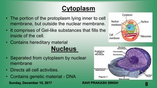 Cytoplasm
• The portion of the protoplasm lying inner to cell
membrane, but outside the nuclear membrane.
• It comprises of Gel-like substances that fills the
inside of the cell.
• Contains hereditary material
Nucleus
• Separated from cytoplasm by nuclear
membrane
• Directs all cell activities.
• Contains genetic material - DNA
Sunday, December 10, 2017 RAVI PRAKASH SINGH
8
 