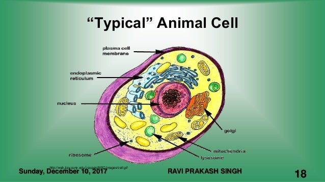 Animal Cell Diagram For Class 8 Step By Step ~ DIAGRAM