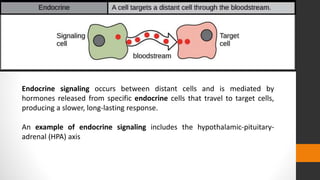 Endocrine signaling occurs between distant cells and is mediated by
hormones released from specific endocrine cells that travel to target cells,
producing a slower, long-lasting response.
An example of endocrine signaling includes the hypothalamic-pituitary-
adrenal (HPA) axis
 