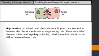 Gap junctions in animals and plasmodesmata in plants are connections
between the plasma membranes of neighbouring cells. These water-filled
channels allow small signaling molecules, called intracellular mediators, to
diffuse between the two cells.
 