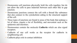 • Desmosome cell junctions physically hold the cells together, but do
not allow the cells to pass materials between each other like in gap
junction.
• Desmosome junctions connect the cell with a thread like substance
that also connect to the cytoskeleton aiding in the structural support
of the cell.
• These types of junctions are found in areas of the body that undergo a
lot of stress, require a lot of flexibility, and movement such as the
epidermis and intestines.
• Desmosomes contain the molecule Cadherin which are also signal
receptors.
• Cadherin of one cell works as the receptor for cadherin in
neighbouring cell.
• Cadherin plays role in contact inhibition
 