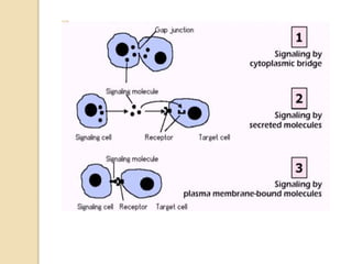 Cell Communication Overview Cell Communication.pptx