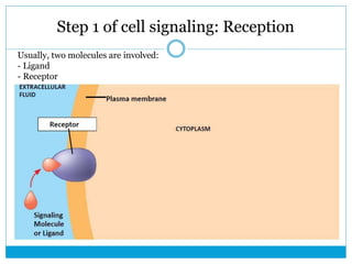 Resception Cell Cell Communication.pptx
