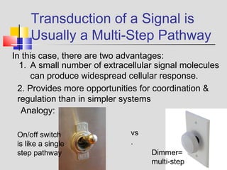 Transduction of a Signal is
Usually a Multi-Step Pathway
In this case, there are two advantages:
1. A small number of extracellular signal molecules
can produce widespread cellular response.
2. Provides more opportunities for coordination &
regulation than in simpler systems
Analogy:
vs
.
On/off switch
is like a single
step pathway Dimmer=
multi-step
 