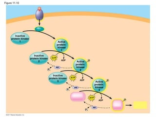 Cell Communication4.ppt123457899987523412 | PPT