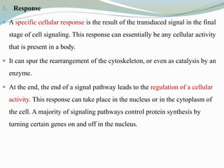 3. Response
 A specific cellular response is the result of the transduced signal in the final
stage of cell signaling. This response can essentially be any cellular activity
that is present in a body.
 It can spur the rearrangement of the cytoskeleton, or even as catalysis by an
enzyme.
 At the end, the end of a signal pathway leads to the regulation of a cellular
activity. This response can take place in the nucleus or in the cytoplasm of
the cell. A majority of signaling pathways control protein synthesis by
turning certain genes on and off in the nucleus.
 