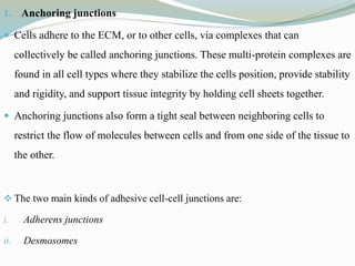 1. Anchoring junctions
 Cells adhere to the ECM, or to other cells, via complexes that can
collectively be called anchoring junctions. These multi-protein complexes are
found in all cell types where they stabilize the cells position, provide stability
and rigidity, and support tissue integrity by holding cell sheets together.
 Anchoring junctions also form a tight seal between neighboring cells to
restrict the flow of molecules between cells and from one side of the tissue to
the other.
 The two main kinds of adhesive cell-cell junctions are:
i. Adherens junctions
ii. Desmosomes
 