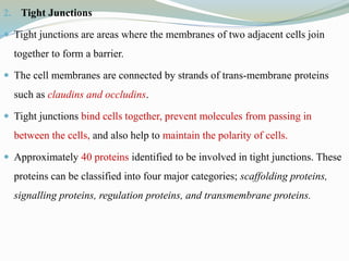 2. Tight Junctions
 Tight junctions are areas where the membranes of two adjacent cells join
together to form a barrier.
 The cell membranes are connected by strands of trans-membrane proteins
such as claudins and occludins.
 Tight junctions bind cells together, prevent molecules from passing in
between the cells, and also help to maintain the polarity of cells.
 Approximately 40 proteins identified to be involved in tight junctions. These
proteins can be classified into four major categories; scaffolding proteins,
signalling proteins, regulation proteins, and transmembrane proteins.
 