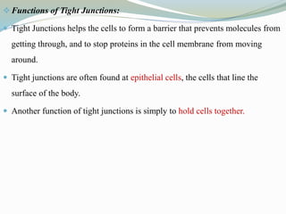 Functions of Tight Junctions:
 Tight Junctions helps the cells to form a barrier that prevents molecules from
getting through, and to stop proteins in the cell membrane from moving
around.
 Tight junctions are often found at epithelial cells, the cells that line the
surface of the body.
 Another function of tight junctions is simply to hold cells together.
 