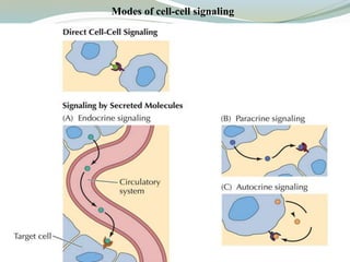 Modes of cell-cell signaling
 