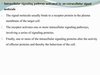  Intracellular signaling pathway activated by an extracellular signal
molecule
1. The signal molecule usually binds to a receptor protein in the plasma
membrane of the target cell.
2. The receptor activates one or more intracellular signaling pathways,
involving a series of signaling proteins.
3. Finally, one or more of the intracellular signaling proteins alter the activity
of effector proteins and thereby the behaviour of the cell.
 