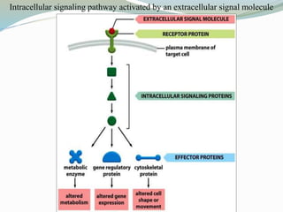 Intracellular signaling pathway activated by an extracellular signal molecule
 