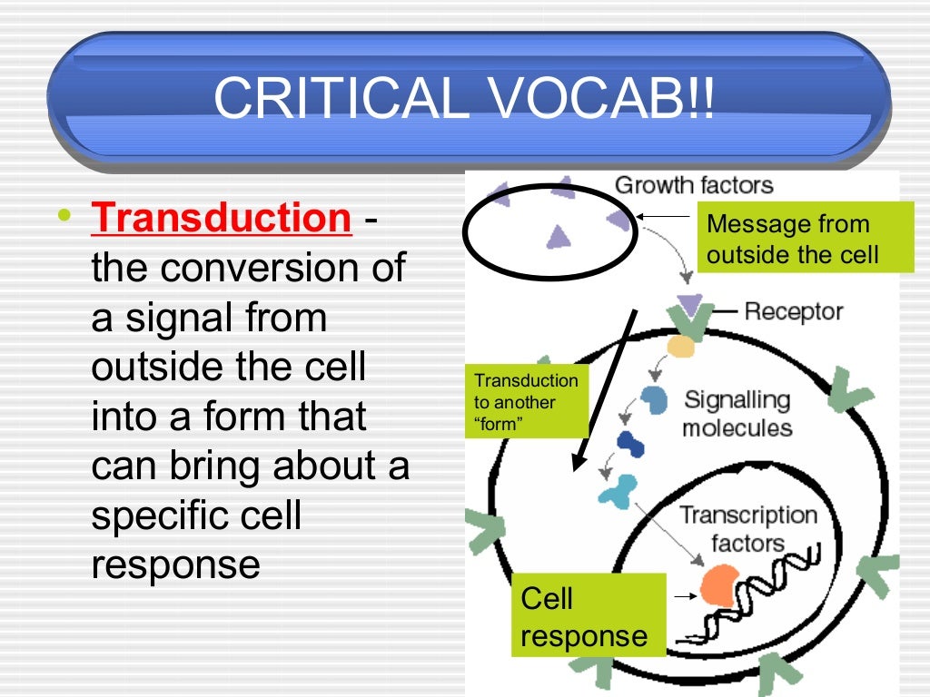 AP Biology Cell communication part 1