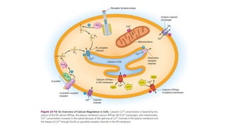 Cell communications in Cell Biology Becker's Textbook | PPTX