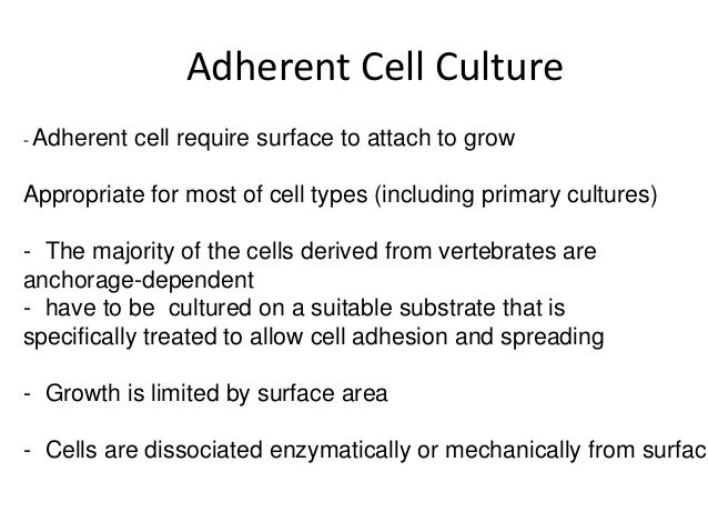 Advanced Cell Culture Lecture 1 - CBNU