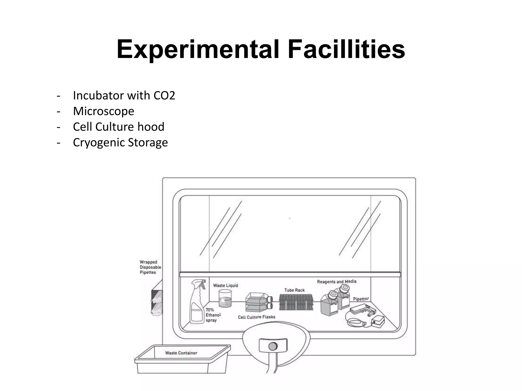 Experimental Facillities
- Incubator with CO2
- Microscope
- Cell Culture hood
- Cryogenic Storage
 