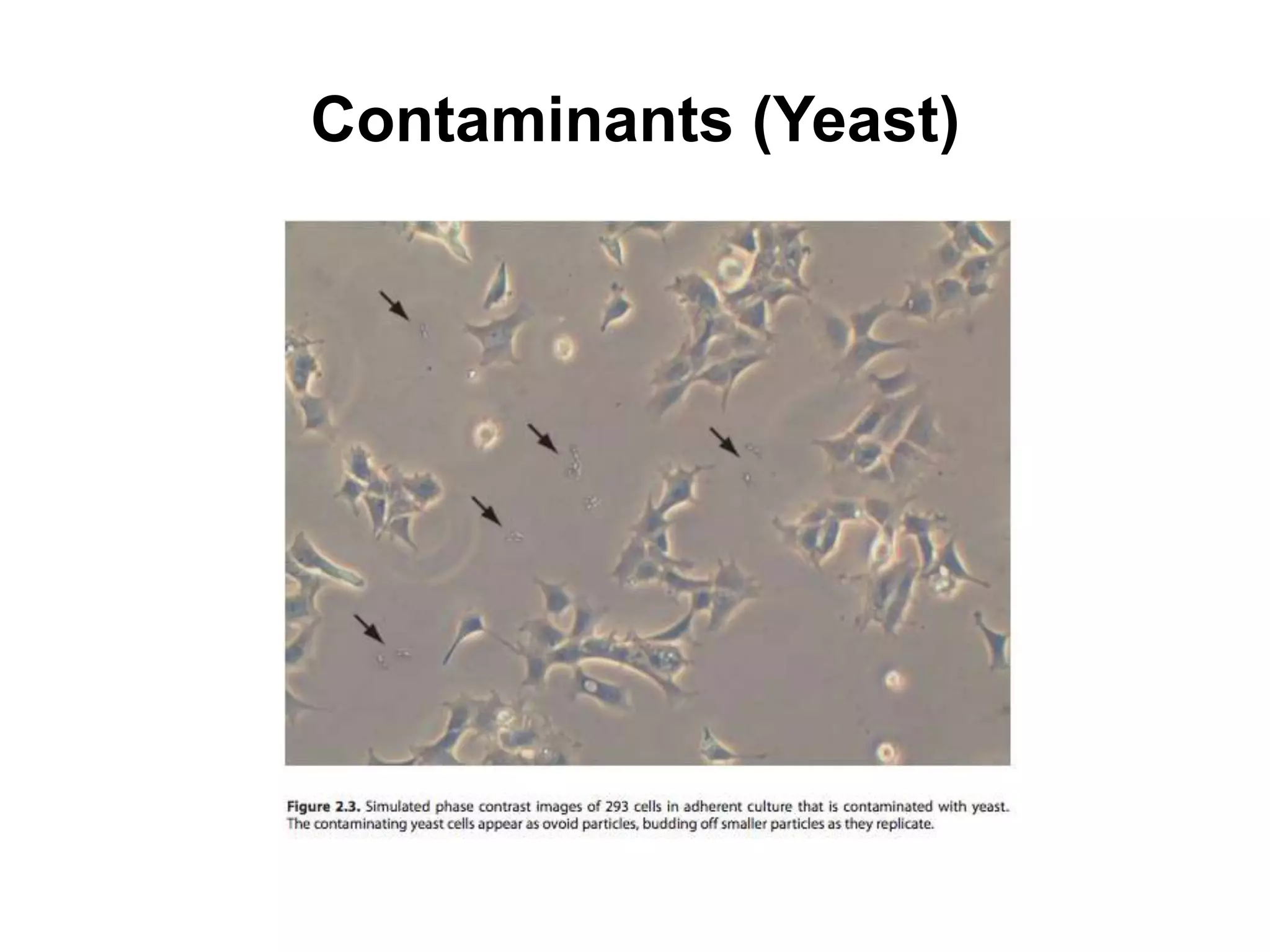 Contaminants (Yeast)
 