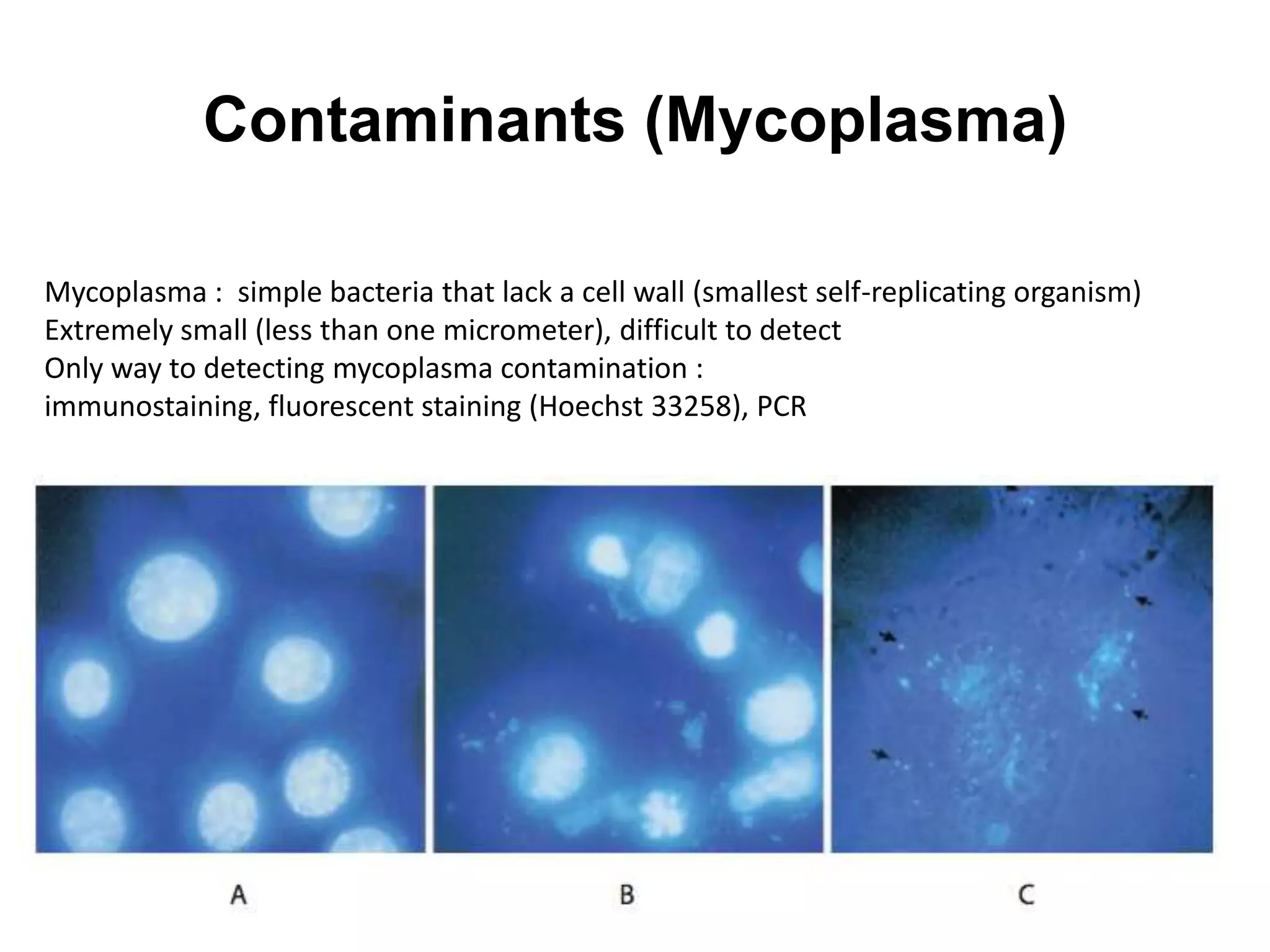 Mycoplasma : simple bacteria that lack a cell wall (smallest self-replicating organism)
Extremely small (less than one micrometer), difficult to detect
Only way to detecting mycoplasma contamination :
immunostaining, fluorescent staining (Hoechst 33258), PCR
Contaminants (Mycoplasma)
 