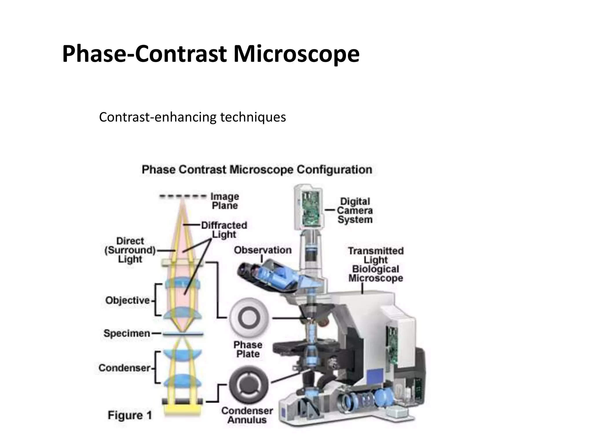 Phase-Contrast Microscope
Contrast-enhancing techniques
 