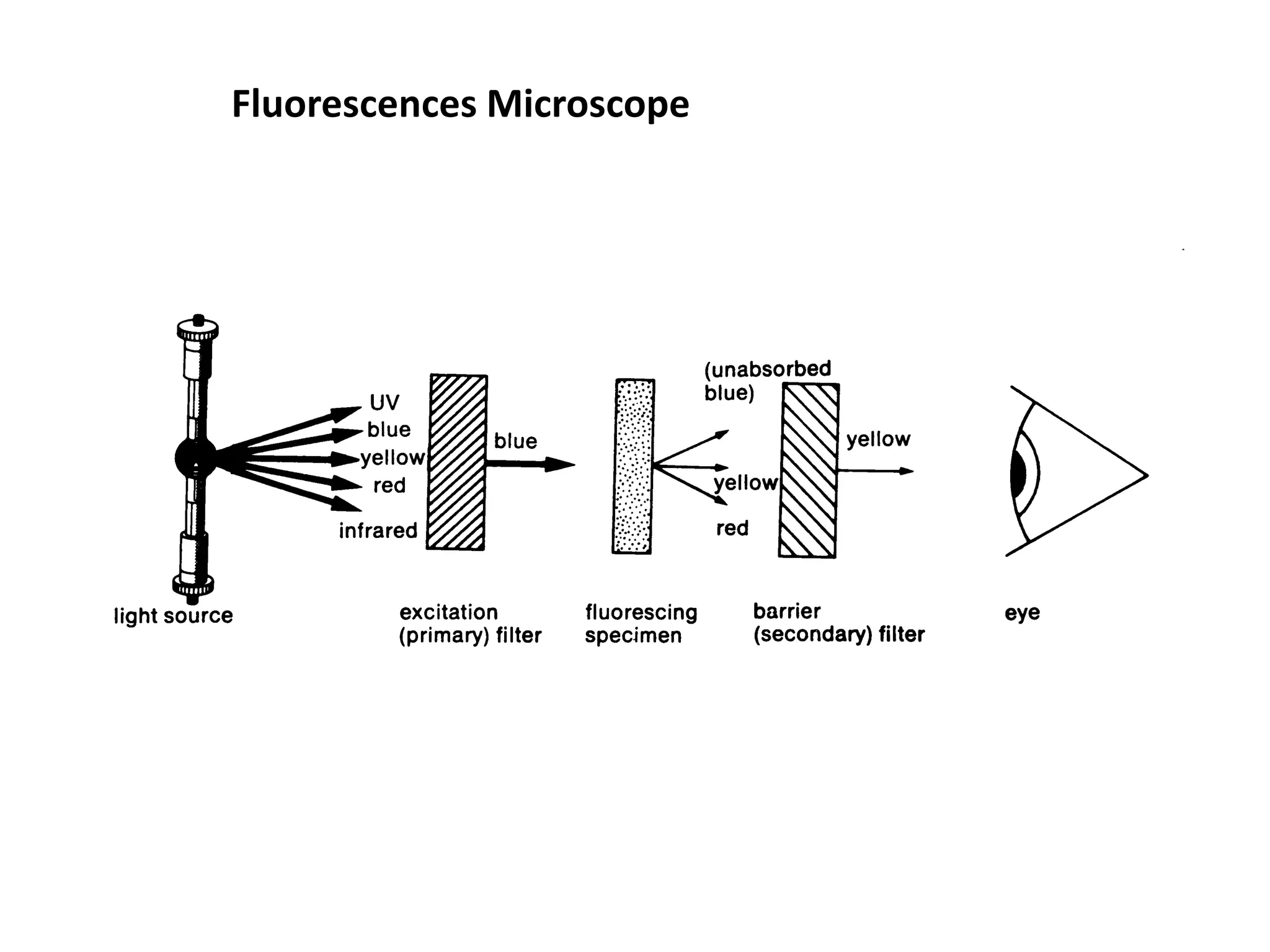 Fluorescences Microscope
 