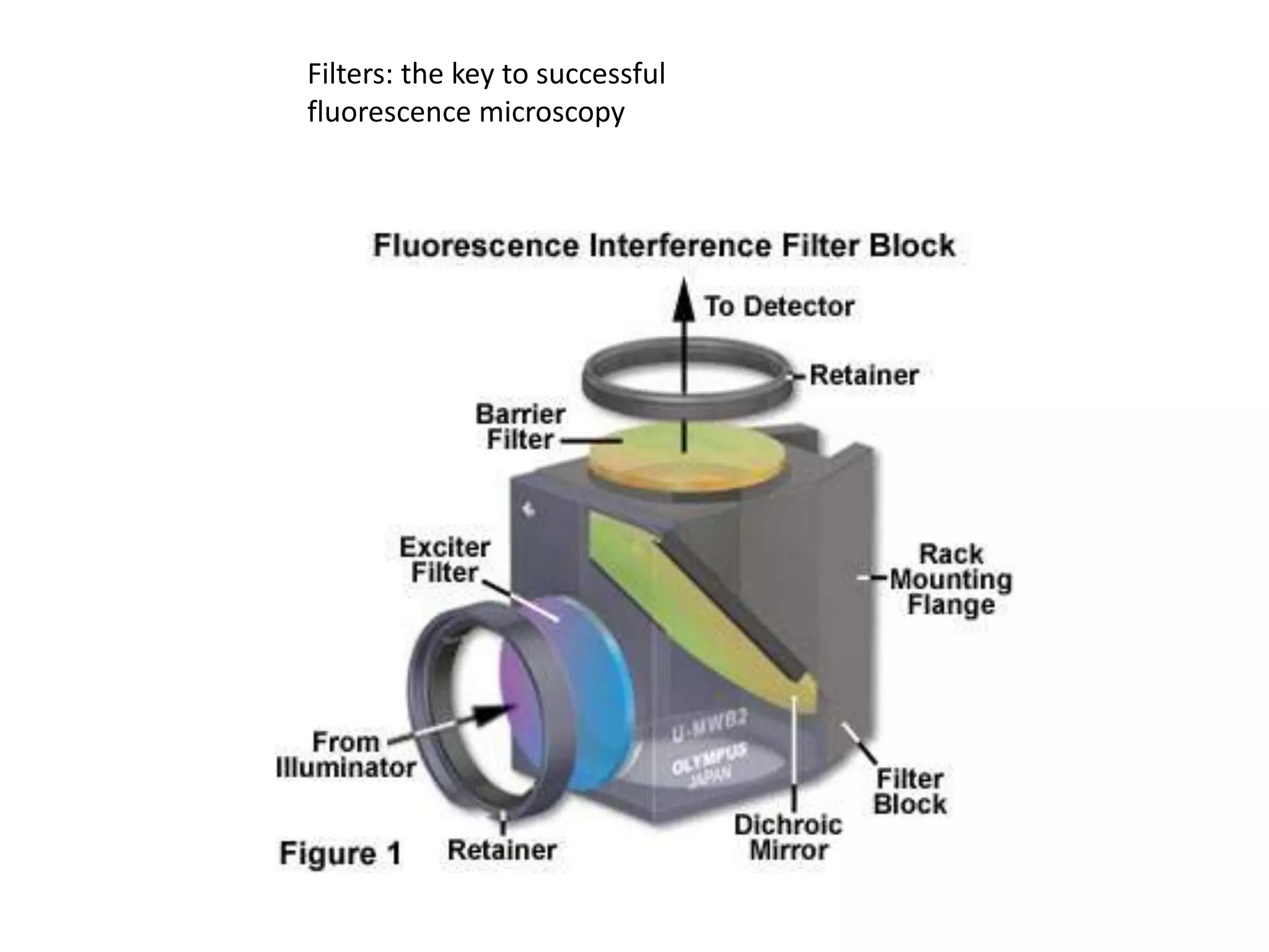 Filters: the key to successful
fluorescence microscopy
 