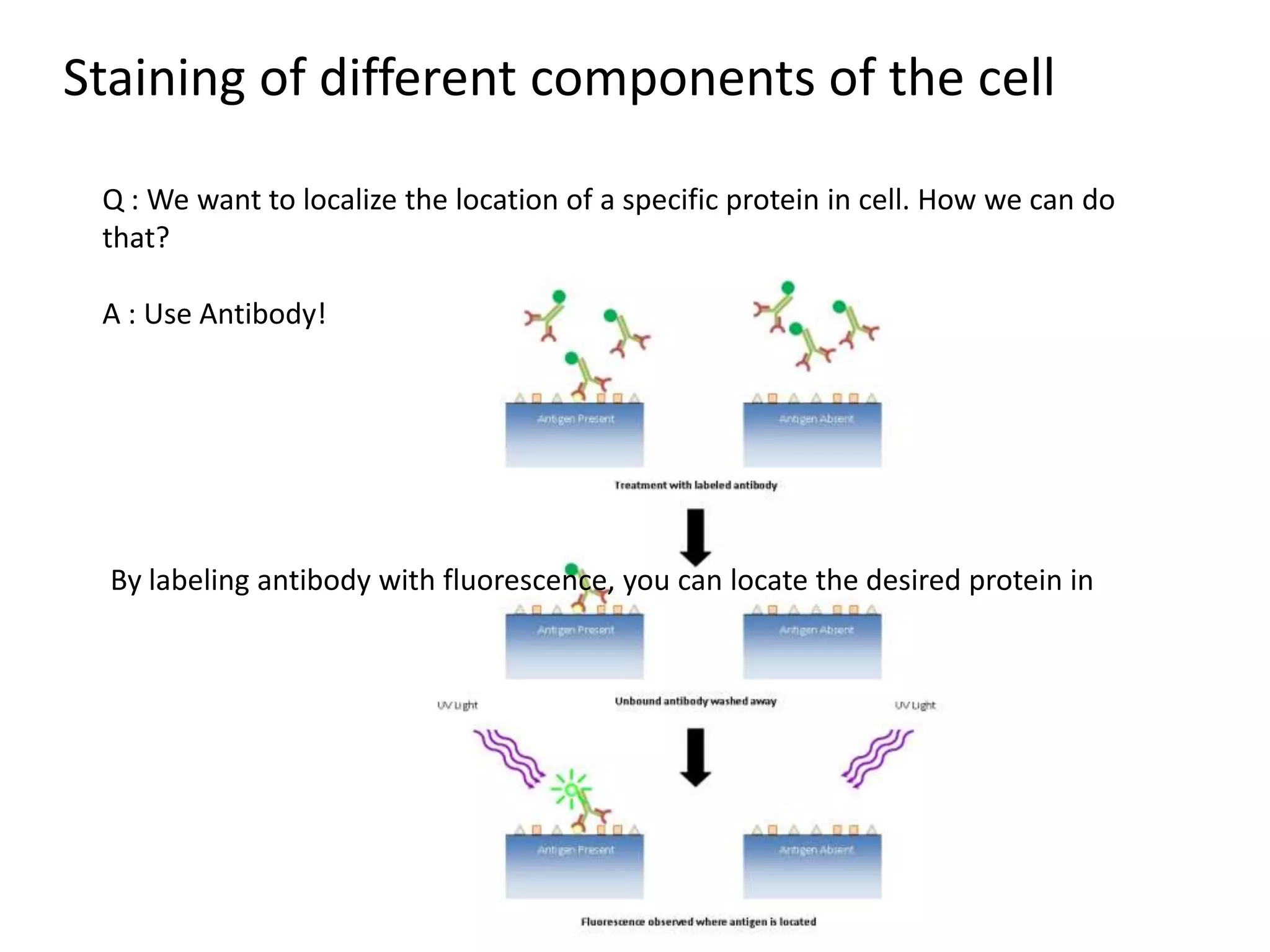 Staining of different components of the cell
Q : We want to localize the location of a specific protein in cell. How we can do
that?
A : Use Antibody!
By labeling antibody with fluorescence, you can locate the desired protein in
 
