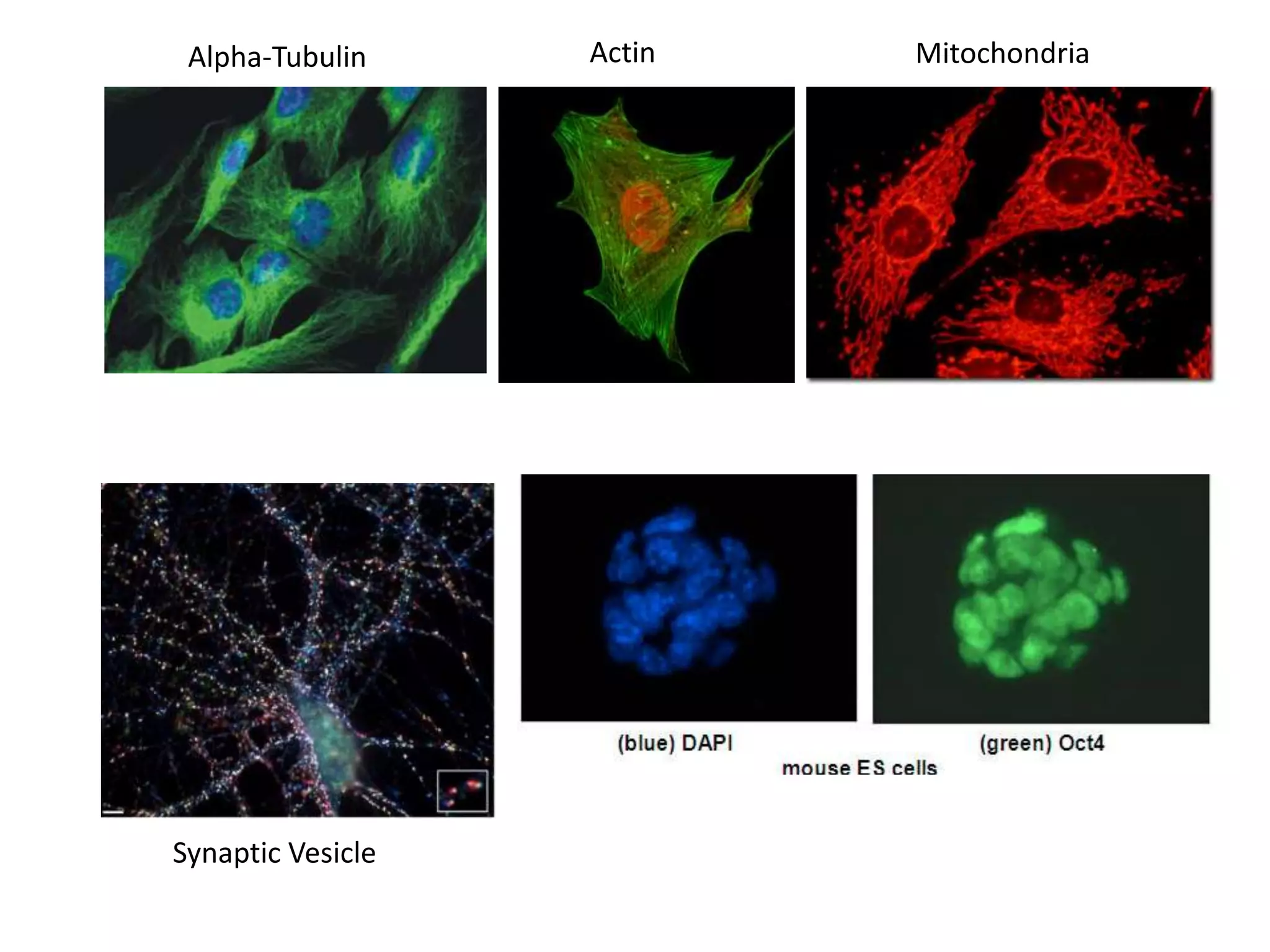 Alpha-Tubulin Actin Mitochondria
Synaptic Vesicle
 