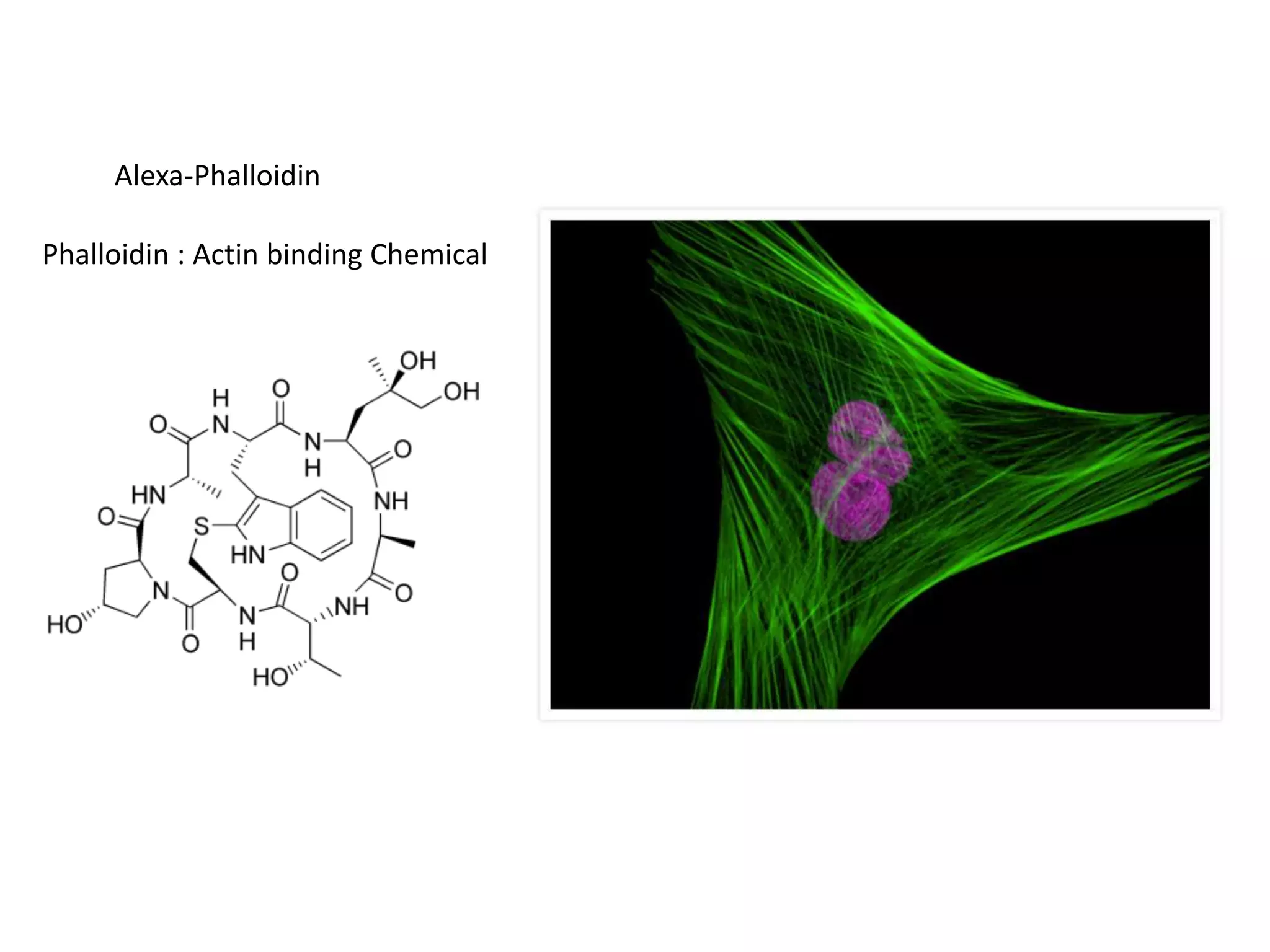 Alexa-Phalloidin
Phalloidin : Actin binding Chemical
 