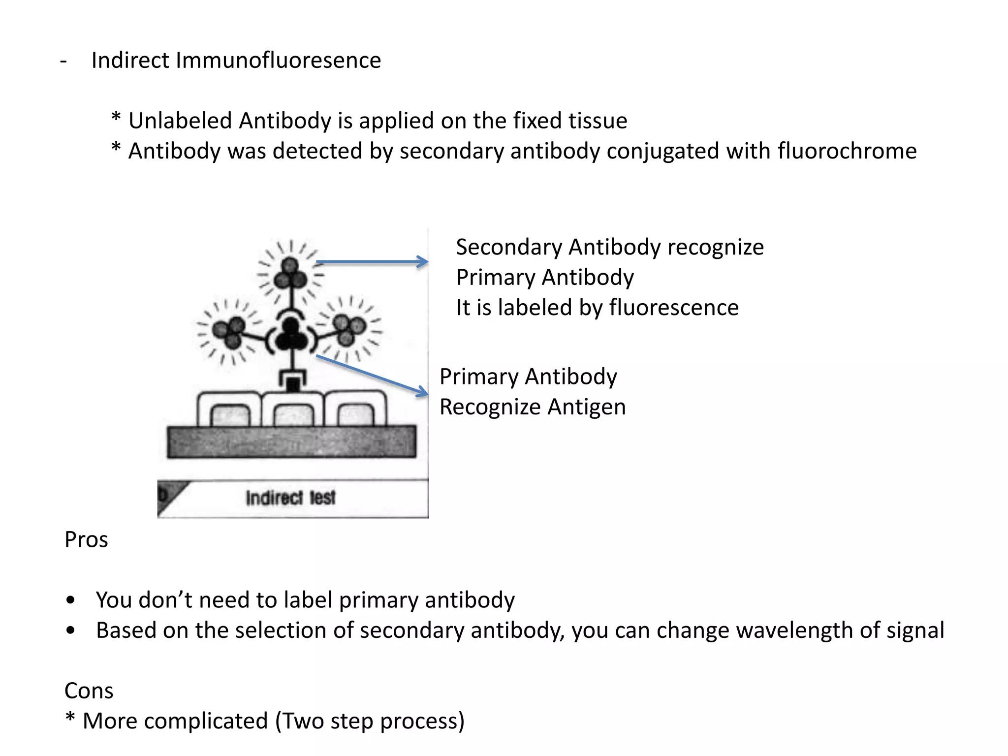 - Indirect Immunofluoresence
* Unlabeled Antibody is applied on the fixed tissue
* Antibody was detected by secondary antibody conjugated with fluorochrome
Primary Antibody
Recognize Antigen
Secondary Antibody recognize
Primary Antibody
It is labeled by fluorescence
Pros
• You don’t need to label primary antibody
• Based on the selection of secondary antibody, you can change wavelength of signal
Cons
* More complicated (Two step process)
 