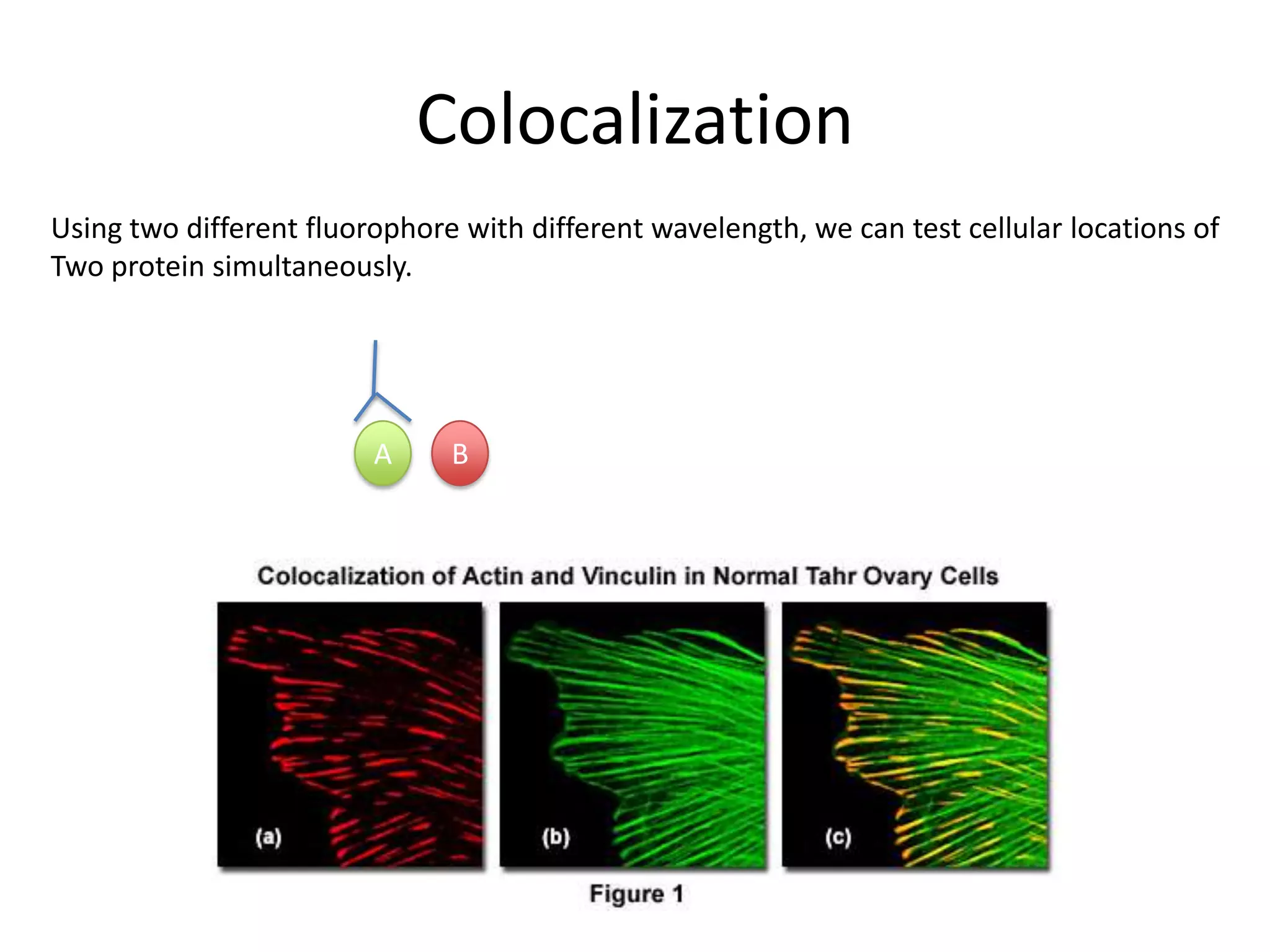 Colocalization
Using two different fluorophore with different wavelength, we can test cellular locations of
Two protein simultaneously.
A B
 