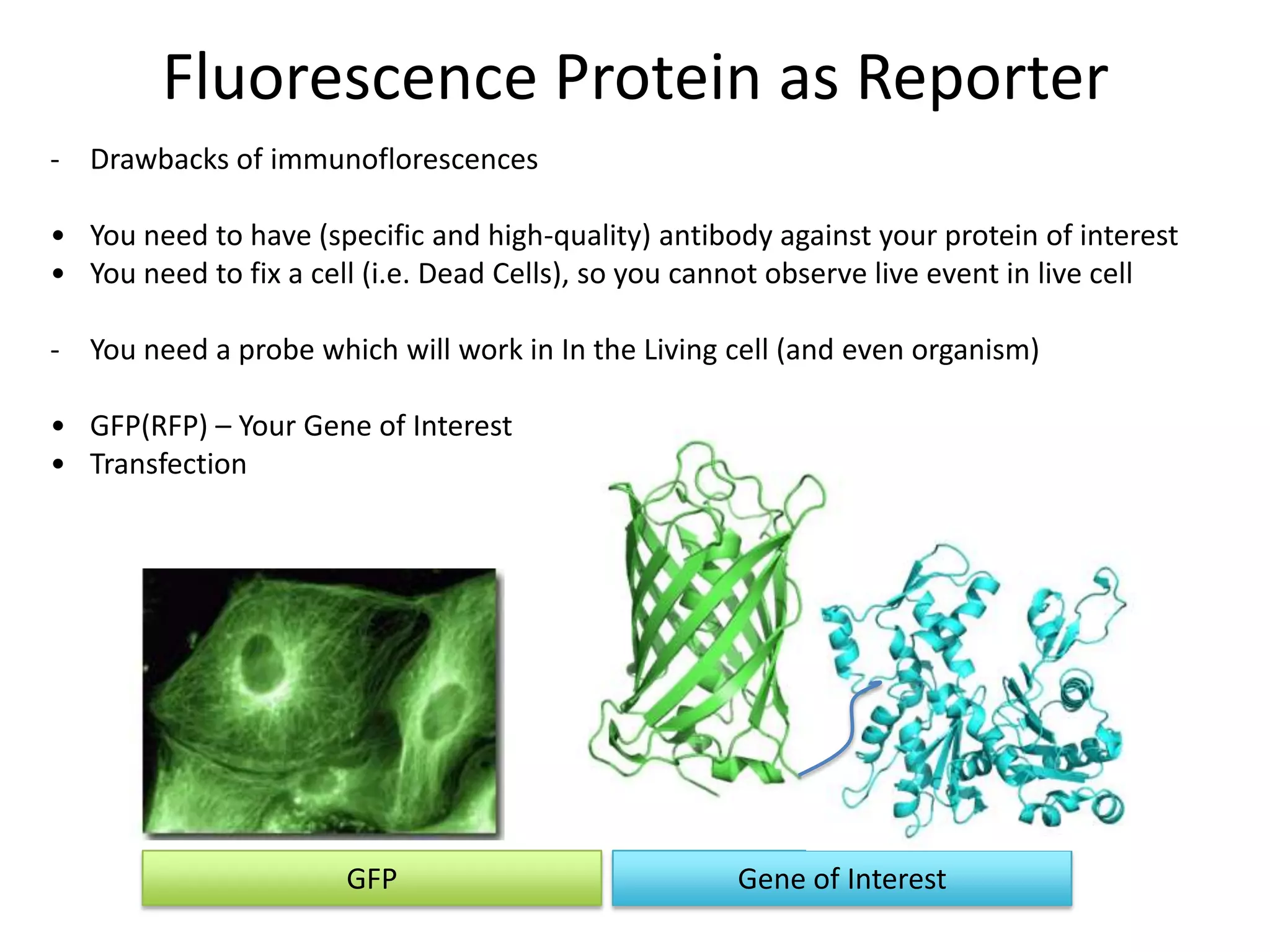 Fluorescence Protein as Reporter
GFP Gene of Interest
- Drawbacks of immunoflorescences
• You need to have (specific and high-quality) antibody against your protein of interest
• You need to fix a cell (i.e. Dead Cells), so you cannot observe live event in live cell
- You need a probe which will work in In the Living cell (and even organism)
• GFP(RFP) – Your Gene of Interest
• Transfection
 