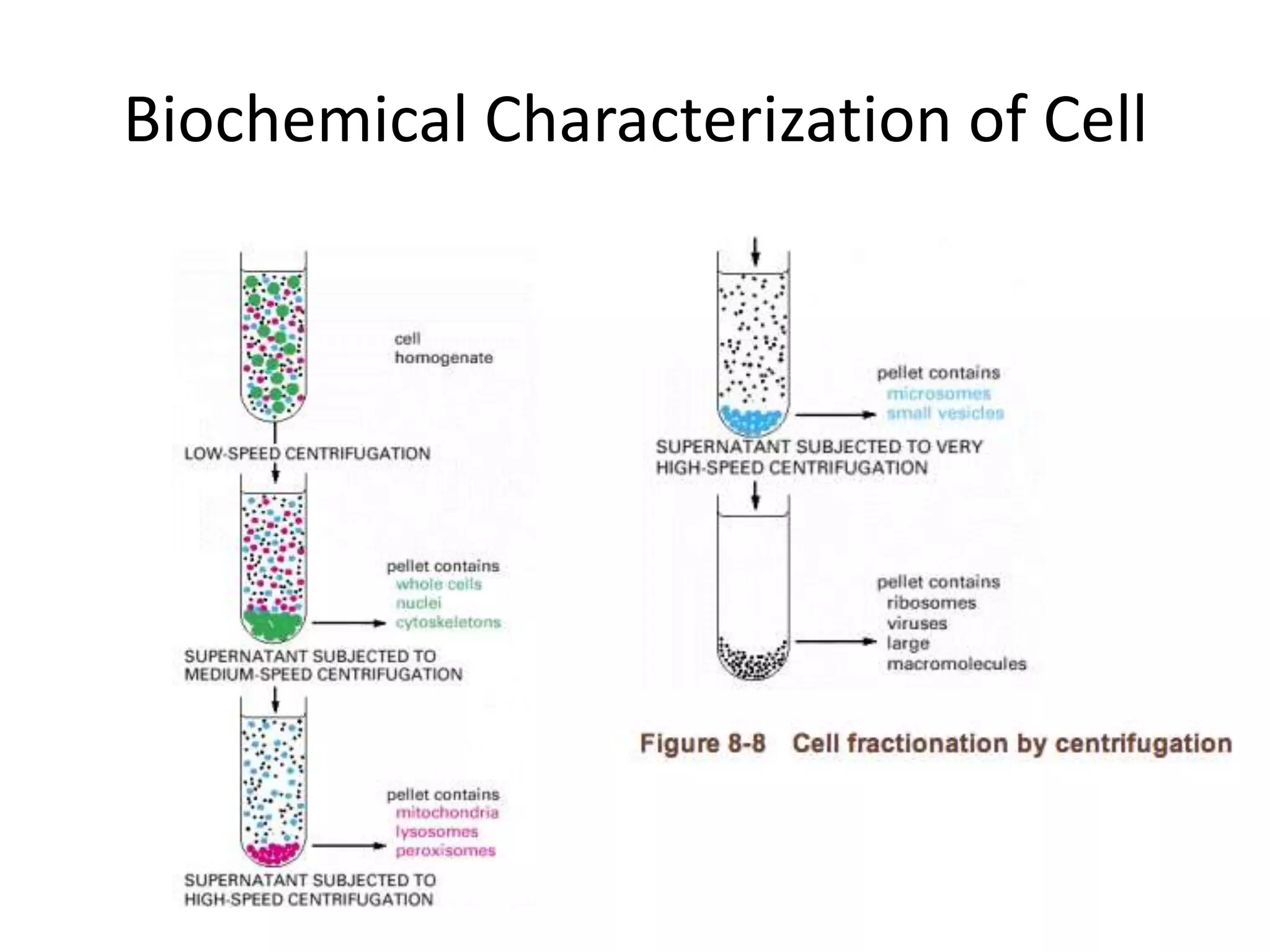 Biochemical Characterization of Cell
 