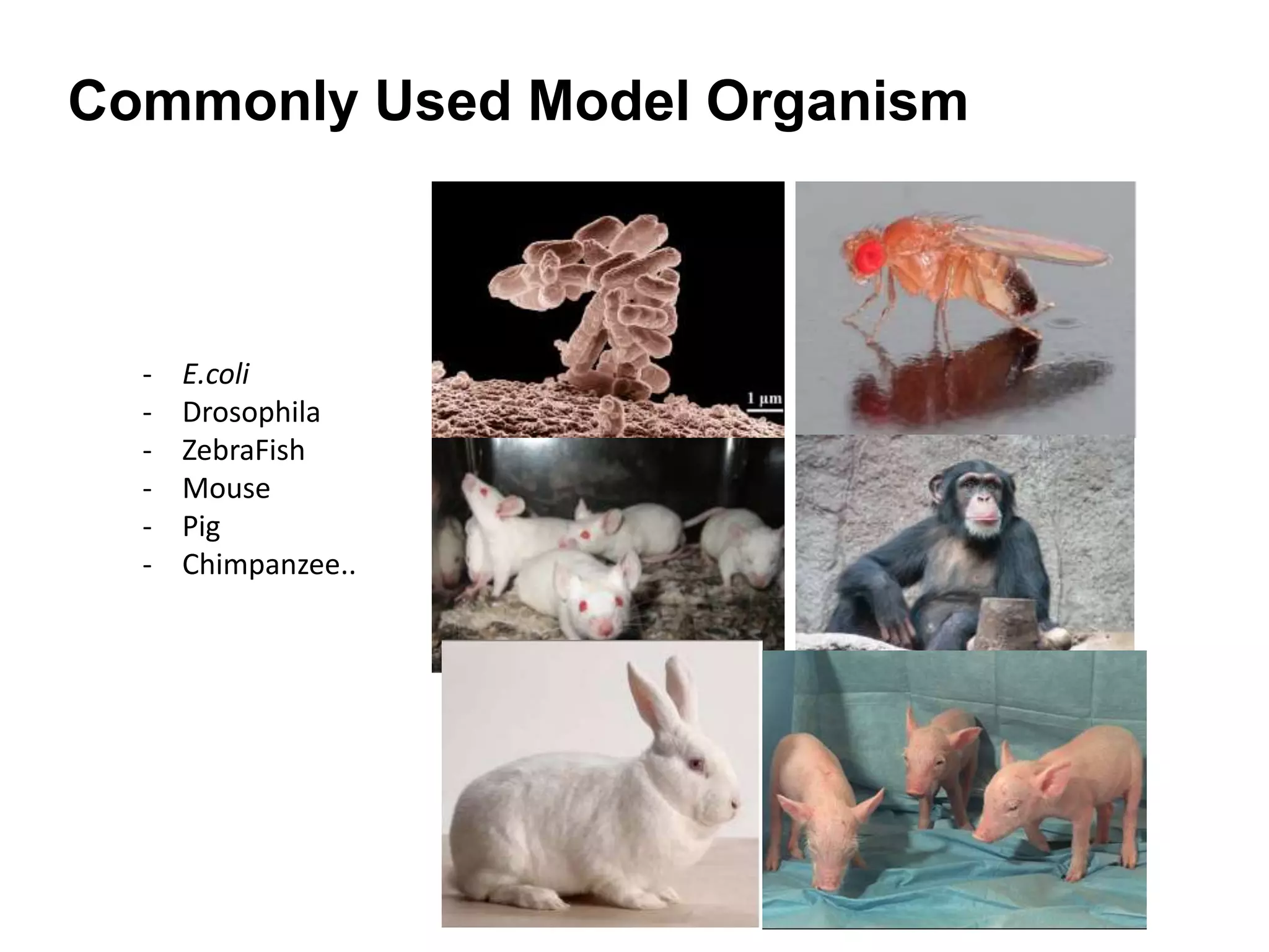 Commonly Used Model Organism
- E.coli
- Drosophila
- ZebraFish
- Mouse
- Pig
- Chimpanzee..
 