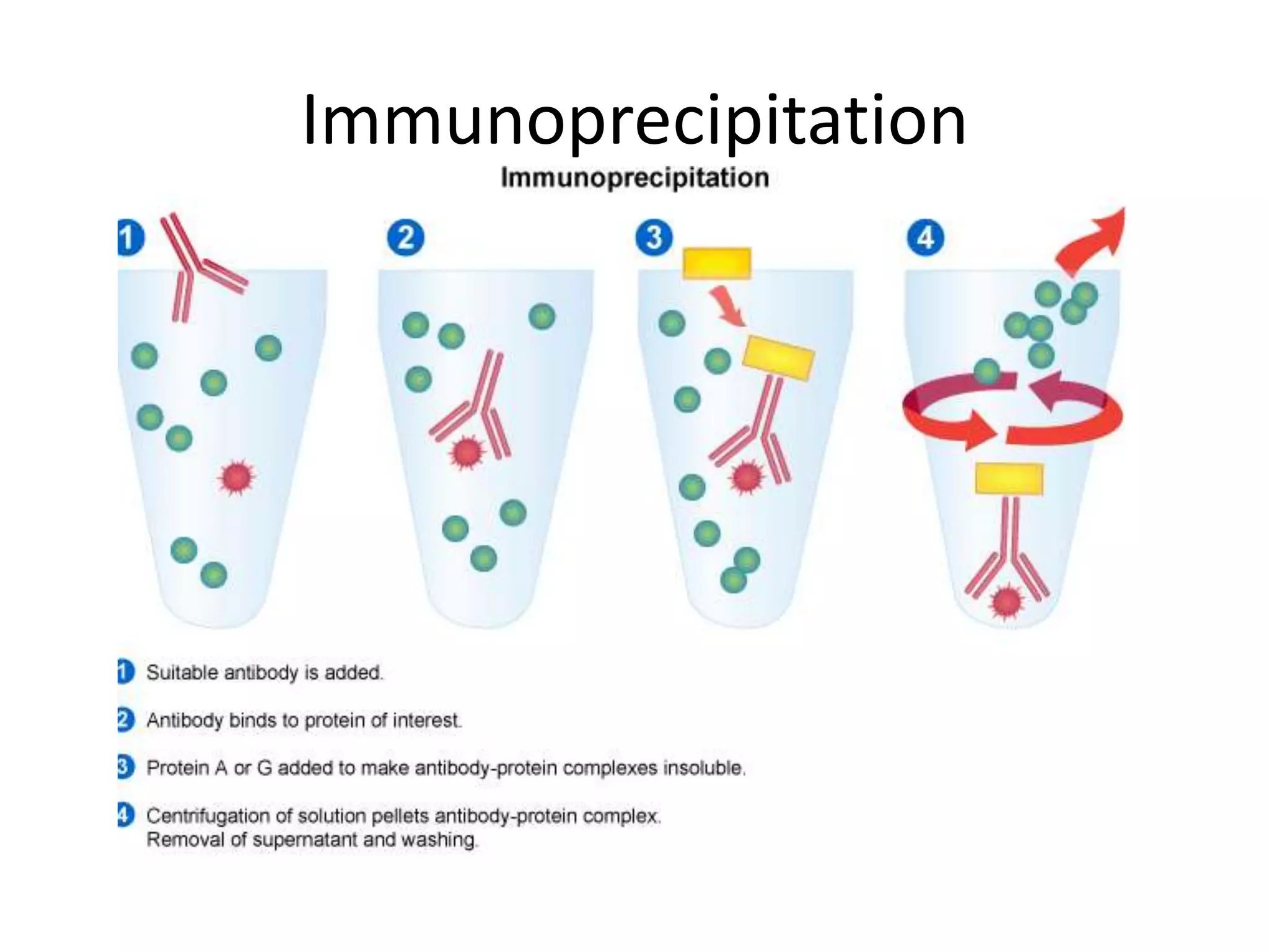 Immunoprecipitation
 