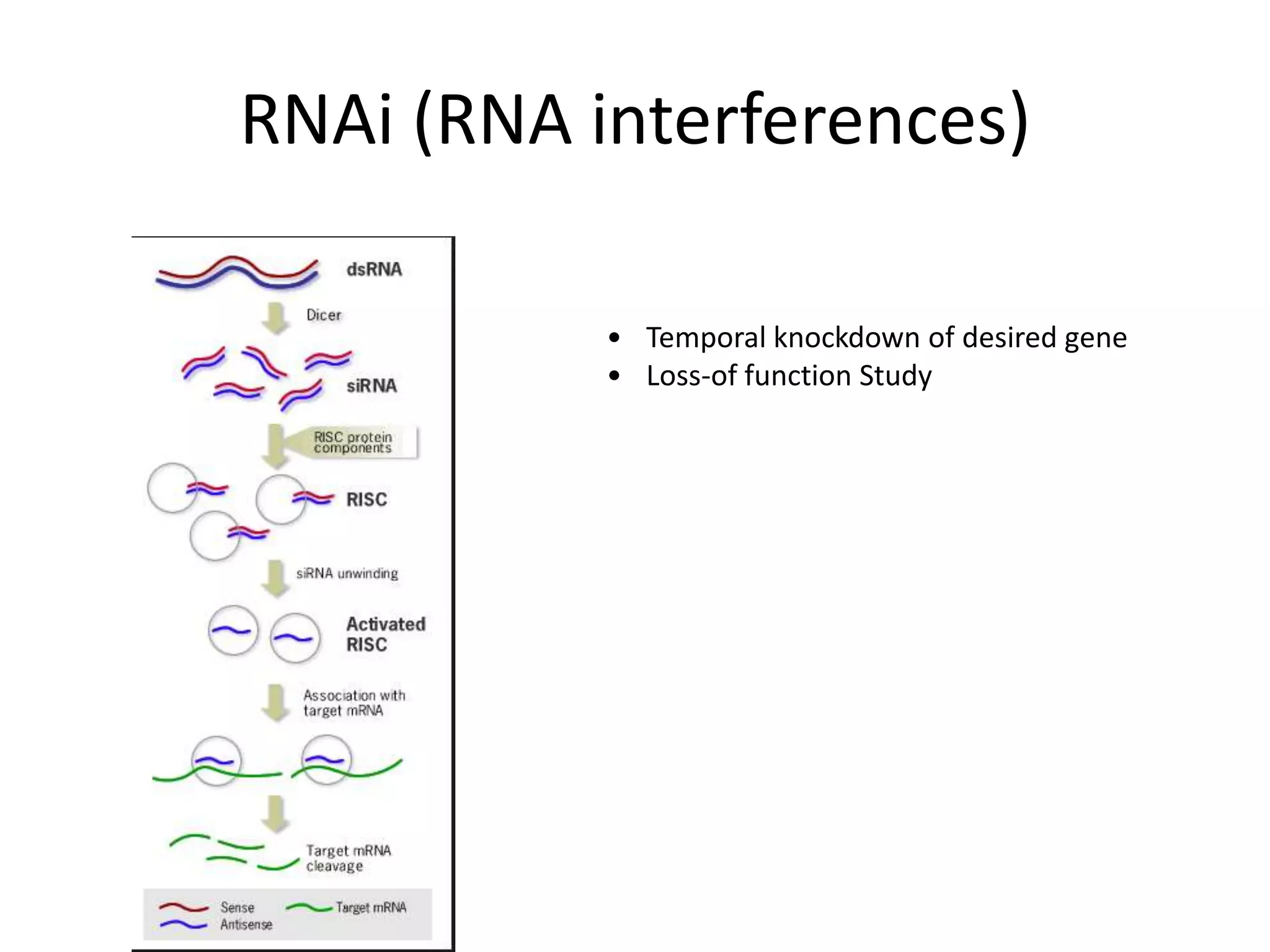 RNAi (RNA interferences)
• Temporal knockdown of desired gene
• Loss-of function Study
 